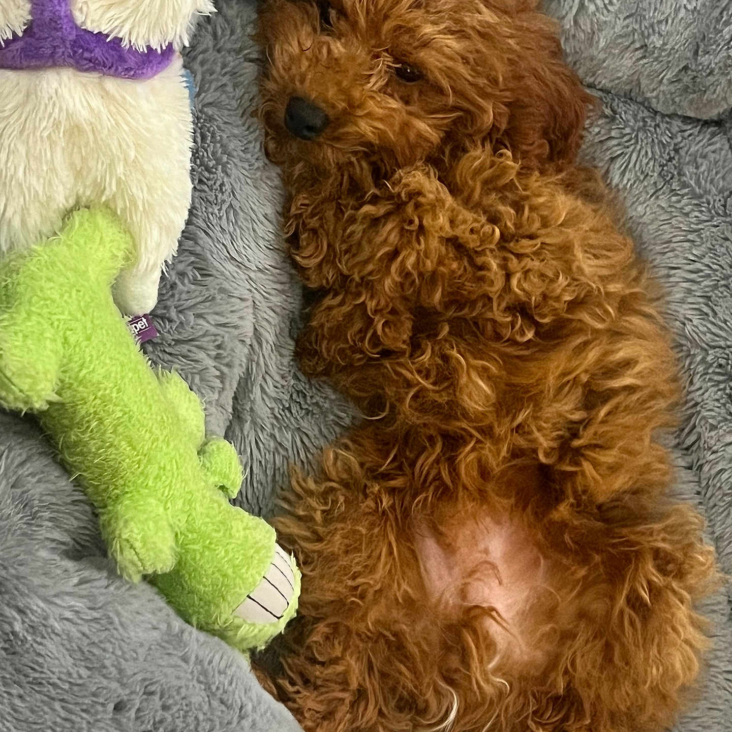 Ace Jamon is registered to the contest to win money with this photo: dog, puppy, curly_fur, brown_fur, plush_toy, green_toy, white_toy, purple_scarf, gray_blanket, soft_texture, lying_down, relaxed, cute, pet, indoor, cozy, animal, fur, toy, sleepy
