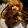 Ace Jamon joined the competition — help win amazing prizes! dog, puppy, curly_fur, brown_fur, small_dog, pet, animal, canine, harness, carrier, travel, portrait, close_up, indoor, cozy, sitting, looking_at_camera, fluffy, cute, teddy_bear_like