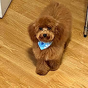 Ace Jamon is registered to the contest to win money with this photo: puppy, dog, brown_fur, fluffy, curly_fur, bandana, blue_bandana, polka_dots, pet, portrait, looking_up, indoor, hardwood_floor, wood_floor, home, cute, adorable, small_dog, animal, seated