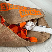 Mia a rejoint le concours — aidez-le/la à gagner de superbes lots ! animal, bag, blanket, canine, cat, dog, dogbed, furniture, kitten, person, pet, sleeping