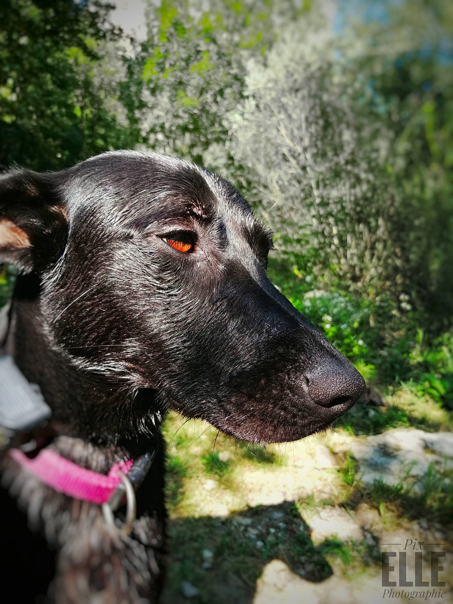 Cash a rejoint le concours — aidez-le/la à gagner de superbes lots ! canidae, carnivore, dog, dog_breed, dog_collar, german_shorthaired_pointer, grass, greyhound, hunting_dog, labrador_retriever, mammal, pointer, pointing_breed, rare_breed_dog, snout, sporting_group, vertebrate, whiskers