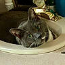 cat, sink, bathroom, countertop, faucet, green_eyes, grey_cat, white_whiskers, domestic_cat, pet, curious, resting, indoor, household, cozy, close_up, feline, whiskers, cute, relaxed