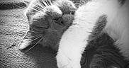 Django is registered to the contest to win money with this photo: animal, black_and_white, blanket, cat, closeup, cozy, cute, feline, fur, indoor, monochrome, nap, paw, pet, relaxed, resting, sleeping, soft, texture, whiskers