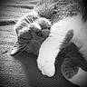 Django is registered to the contest to win money with this photo: cat, sleeping, fur, whiskers, paw, cozy, relaxed, pet, animal, resting, closeup, texture, blanket, cute, feline, indoor, nap, soft, monochrome, black_and_white