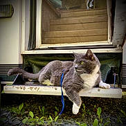 Django is registered to the contest to win money with this photo: cat, gray_cat, white_cat, leash, green_eyes, lounging, outdoor, gravel, plants, door, step, stairs, resting, animal, pet, feline, side_view, relaxed, curious, nature