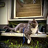 cat, gray_cat, white_cat, leash, green_eyes, lounging, outdoor, gravel, plants, door, step, stairs, resting, animal, pet, feline, side_view, relaxed, curious, nature