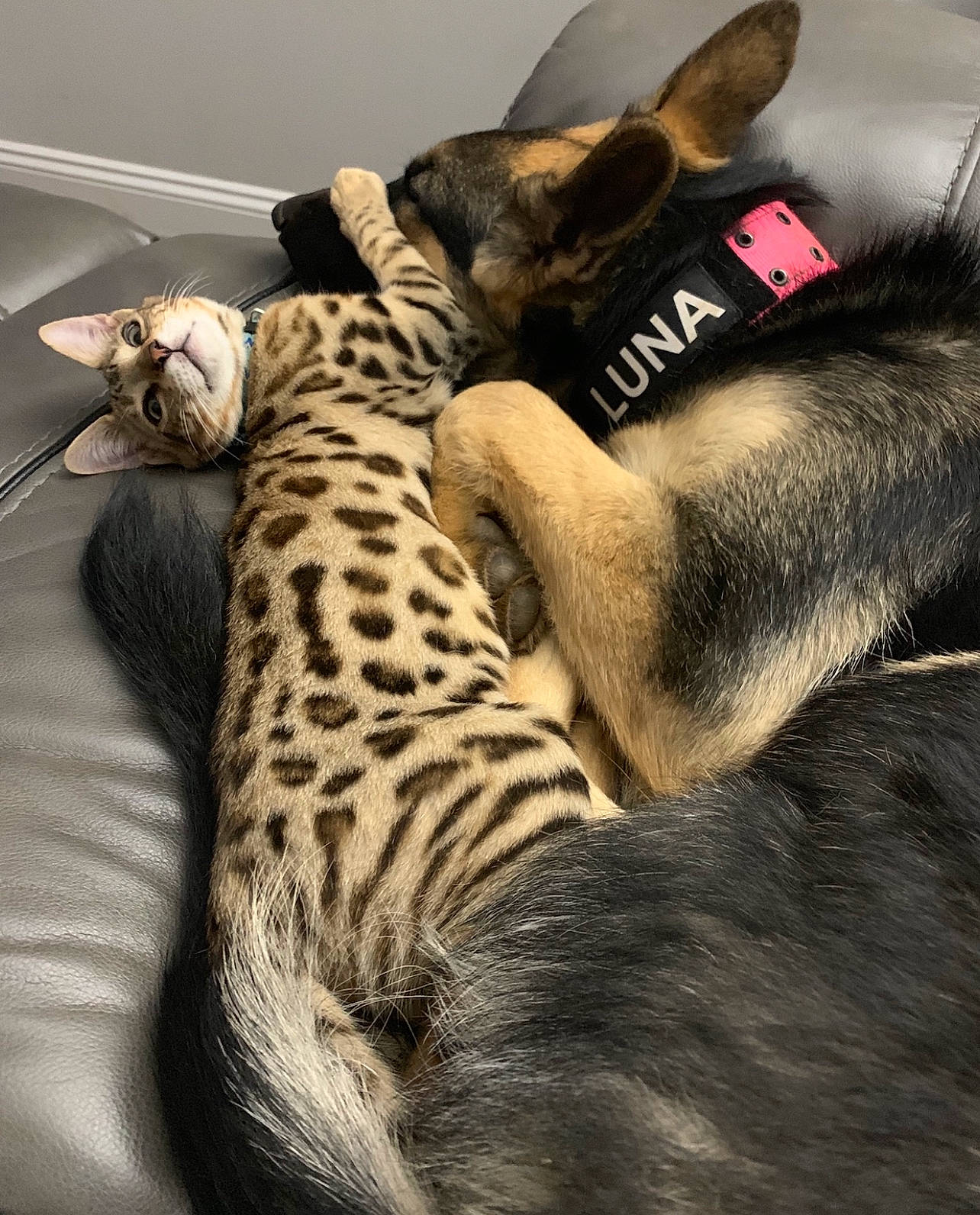 Surge is registered to the contest to win money with this photo: big_cats, carnivore, claw, comfort, dog_breed, ear, fawn, felidae, foot, fur, human_leg, leg, nap, paw, small_to_medium_sized_cats, snout, tail, terrestrial_animal, whiskers, wildlife