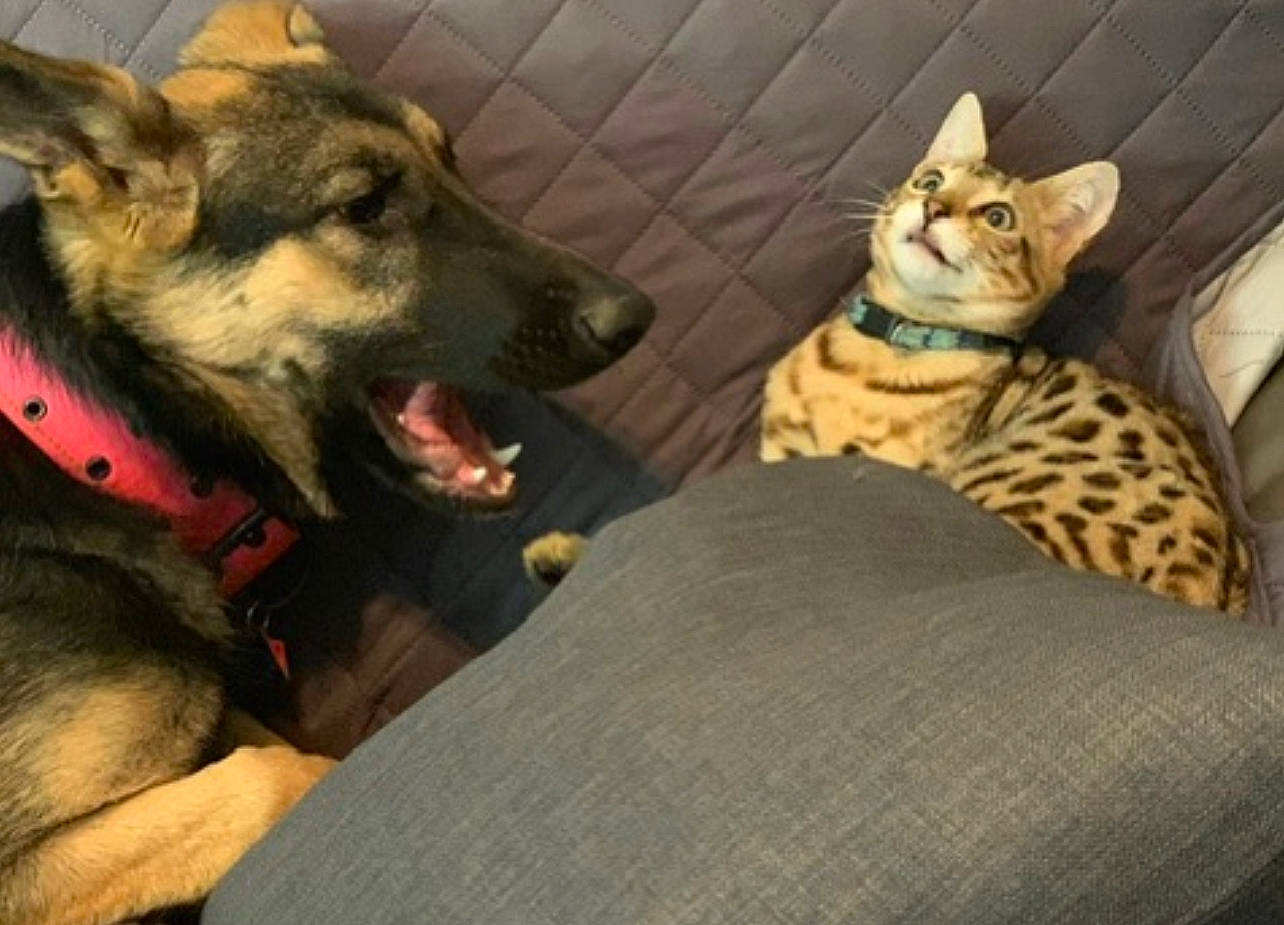 Surge is registered to the contest to win money with this photo: carnivore, cat, cat_supply, comfort, dog, dog_breed, domestic_short_haired_cat, east_european_shepherd, fawn, felidae, fur, german_shepherd_dog, herding_dog, king_shepherd, paw, small_to_medium_sized_cats, snout, terrestrial_animal, whiskers, working_animal