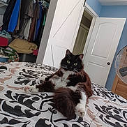 Boots joined the competition — help win amazing prizes! accessories, animal, bag, bed, bedroom, cabinet, cat, closet, cupboard, door, furniture, handbag, hardwood, indoors, interiordesign, manx, pet, plywood, room, wood