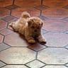 Sol joined the competition — help win amazing prizes! puppy, dog, small_dog, fluffy, cream_colored, curly_tail, lying_down, paws, fur, animal, pet, indoor, tile_floor, geometric_pattern, brown, portrait, cute, looking_at_camera, home, adorable
