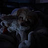 Sol is registered to the contest to win money with this photo: puppy, dog, pet, animal, stuffed_animal, plush_toy, blanket, bed, indoors, dark, low_light, cuddling, lying_down, brown_fur, black_nose, shiny_eye, cozy, cute, portrait, sleeping_area