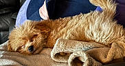 Sol is registered to the contest to win money with this photo: dog, puppy, sleeping, fluffy, brown_fur, small_dog, pet, indoors, blanket, couch, plush_toy, cozy, relaxed, resting, animal, portrait, soft_texture, home, snuggling, peaceful