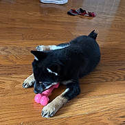 Ky joined the competition — help win amazing prizes! dog, puppy, black_and_tan, lying_down, chew_toy, pink_toy, playing, pet, wooden_floor, hardwood, indoors, home, sneakers, shoes, slippers, door, wood_paneling, scattered_objects, cute, animal