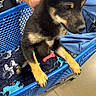 puppy, dog, black_and_tan, animal, pet, shopping_cart, indoor, store, blue_cart, front_paws, pointed_ears, short_fur, serious_expression, red_toy, blanket, person, hand, clothing, floor_tiles, shopping