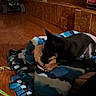 dog, small_dog, black_and_tan, sleeping, lying_down, chewing, toy, blanket, blue_blanket, cozy, indoors, living_room, wood_floor, wood_paneling, tiled_wall, shelves, furniture, pet_bed, miniature_vehicle, dim_lighting