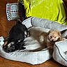 puppies, dogs, black_puppy, tan_puppy, sleeping, sitting, pet_bed, indoor, home, wood_floor, blanket, laundry_basket, couch, cozy, cute, floppy_ears, fur, animal, resting, portrait