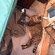 Smoke joined the competition — help win amazing prizes! cat, tabby_cat, pet, indoor, relaxed, lying_down, looking_up, fur, mat, blanket, cushion, floor, concrete_floor, wooden_plank, pipes, plumbing, clutter, home_interior, wide_eyes, curious