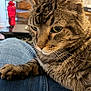 Smoke is registered to the contest to win money with this photo: cat, claws, close_up, denim, domestic_cat, dresser, fur, furniture, green_eyes, indoor, jeans, lap, paw, pet, portrait, relaxed, tabby_cat, table, water_bottle, whiskers