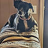 animal, black_dog, blanket, brown_collar, close_up, collar, couch, cozy, dog, framed_pictures, home, indoors, light_switch, pet, portrait, sitting, sunlight, textile, wall, white_chest