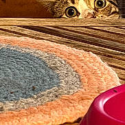 Lina a rejoint le concours — aidez-le/la à gagner de superbes lots ! cat, curious, wooden_table, peeking, wide_eyes, indoor, rug, pink_bowl, pet_accessory, cozy, playful, feline, closeup, animal, alert, domestic, tabletop, colorful, texture, home