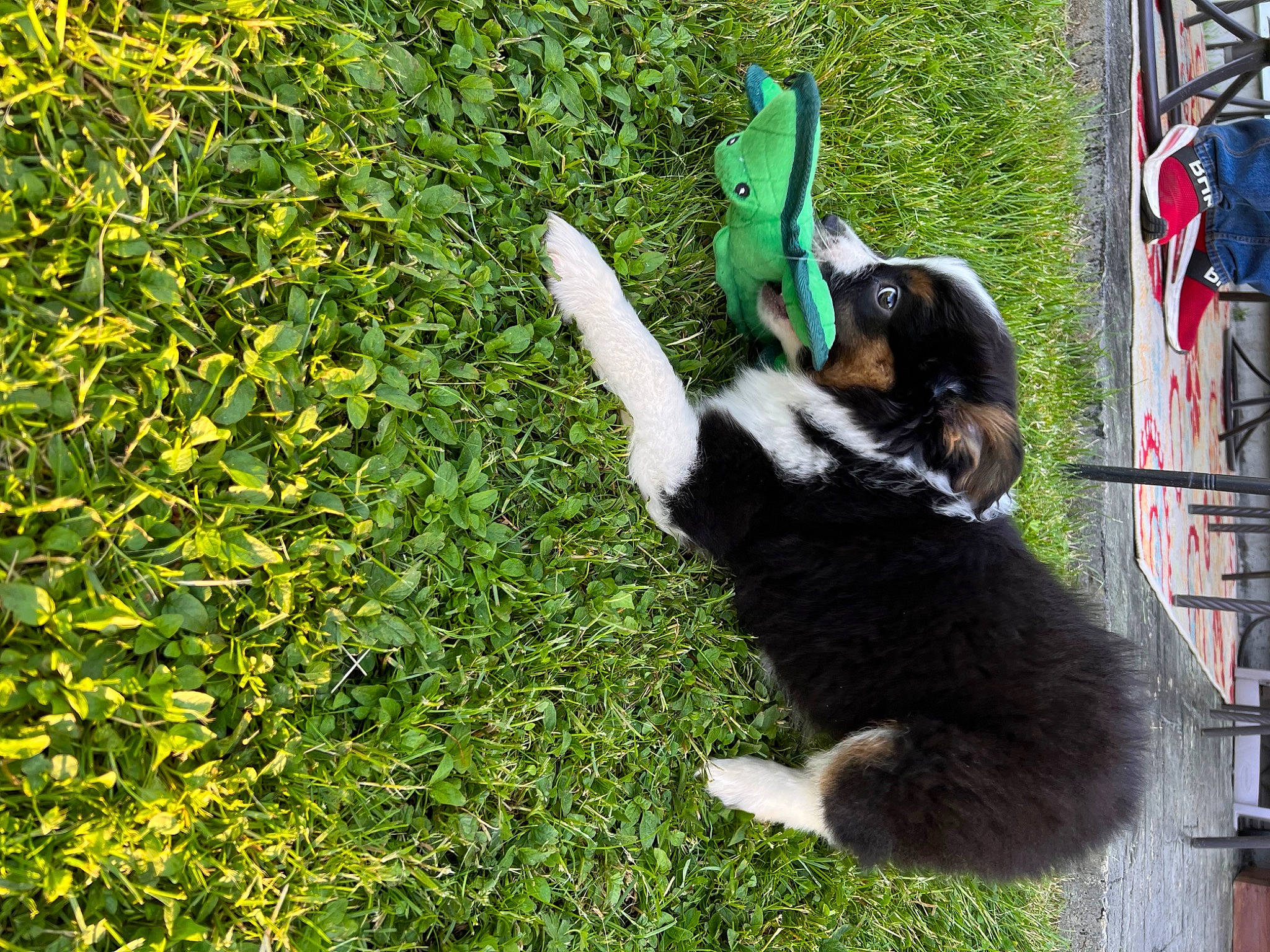 Bandit is registered to the contest to win money with this photo: canidae, carnivore, cat, companion_dog, dog_breed, domestic_short_haired_cat, felidae, fur, grass, groundcover, jungle, lemur, plant, recreation, shrub, small_to_medium_sized_cats, sporting_group, tail, terrestrial_animal, wildlife