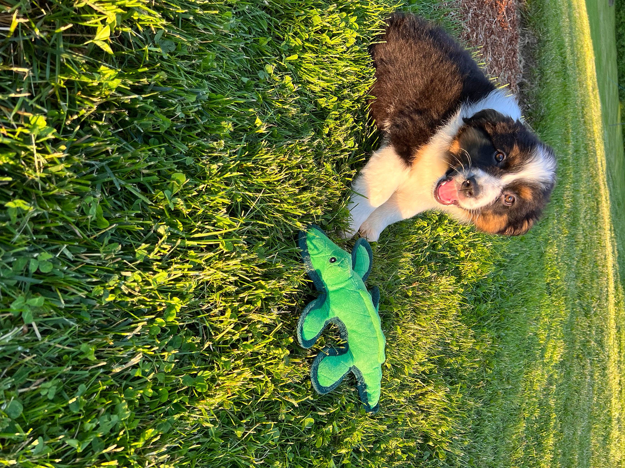 Bandit joined the competition — help win amazing prizes! bernese_mountain_dog, canidae, carnivore, companion_dog, dog, dog_breed, fawn, goggles, grass, groundcover, happy, leisure, people_in_nature, plant, shrub, snout, sporting_group, sunglasses, tail, tree