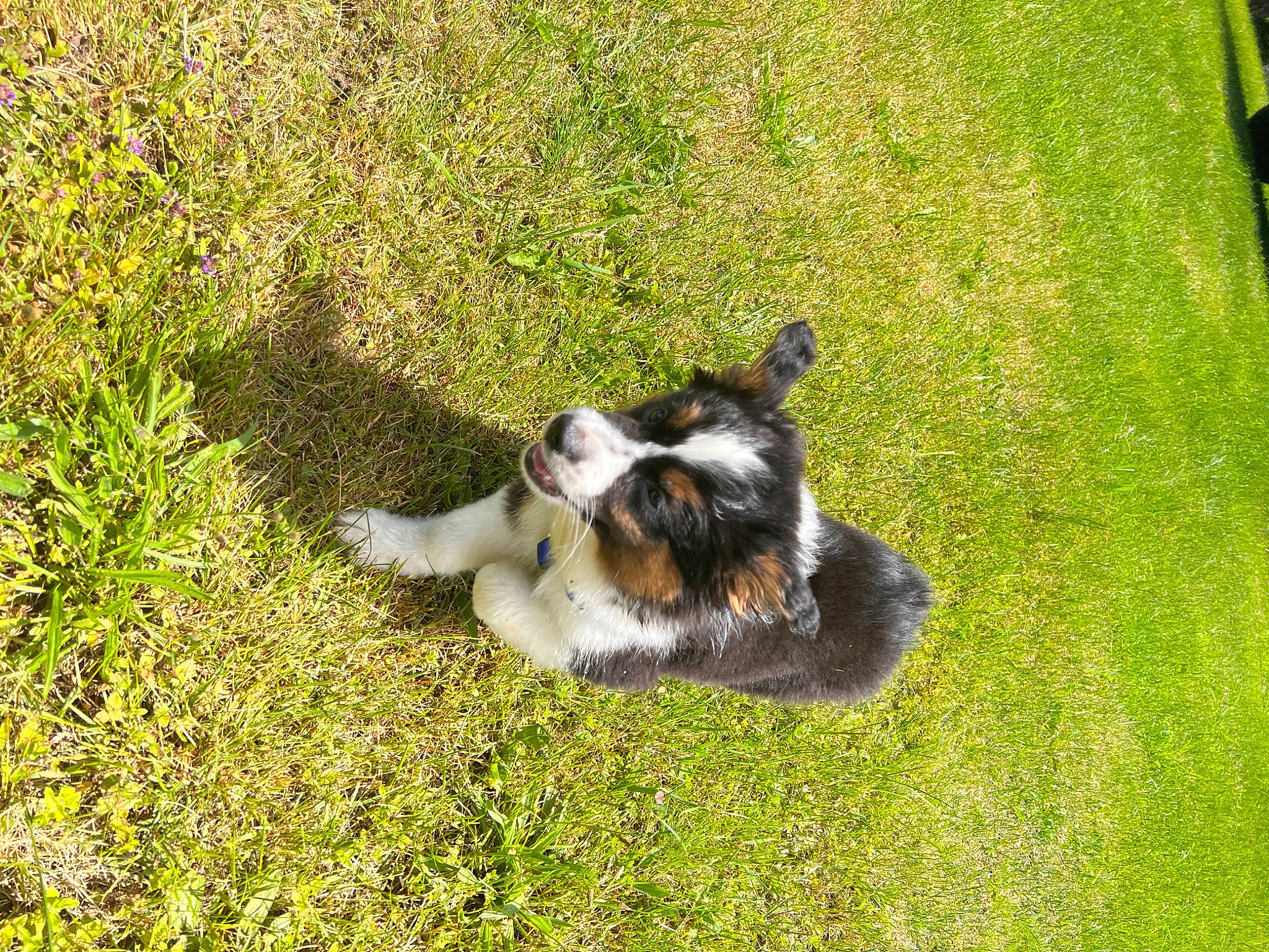Bandit joined the competition — help win amazing prizes! canidae, carnivore, companion_dog, dog, dog_breed, fur, grass, grass_family, grassland, groundcover, herding_dog, pasture, plant, puppy, scotch_collie, shadow, tail, terrestrial_animal, toy, working_dog