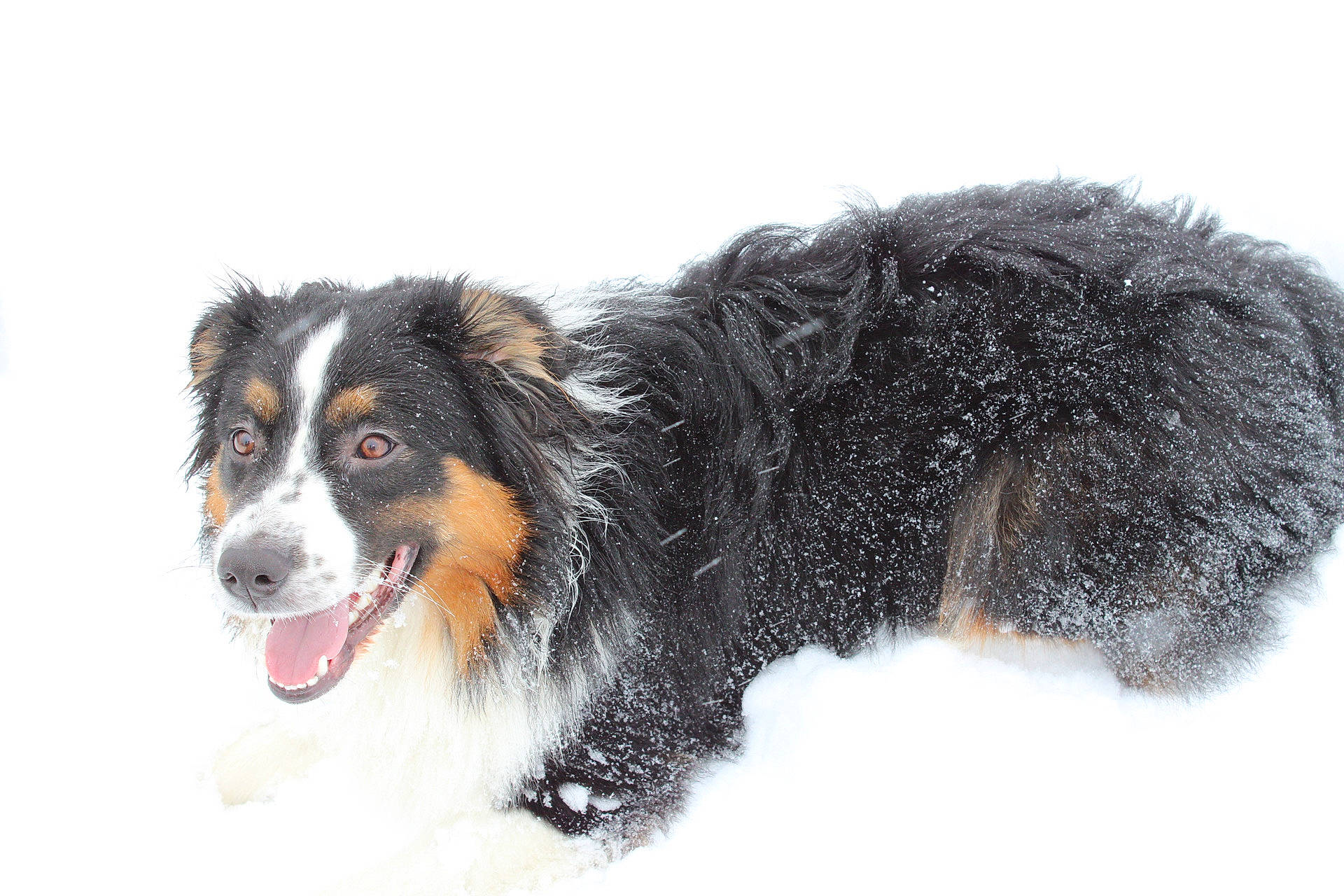 Bandit is registered to the contest to win money with this photo: bernese_mountain_dog, canidae, carnivore, companion_dog, dog, dog_breed, fur, herding_dog, liquid, snout, snow, sporting_group, terrestrial_animal, whiskers, winter, working_dog