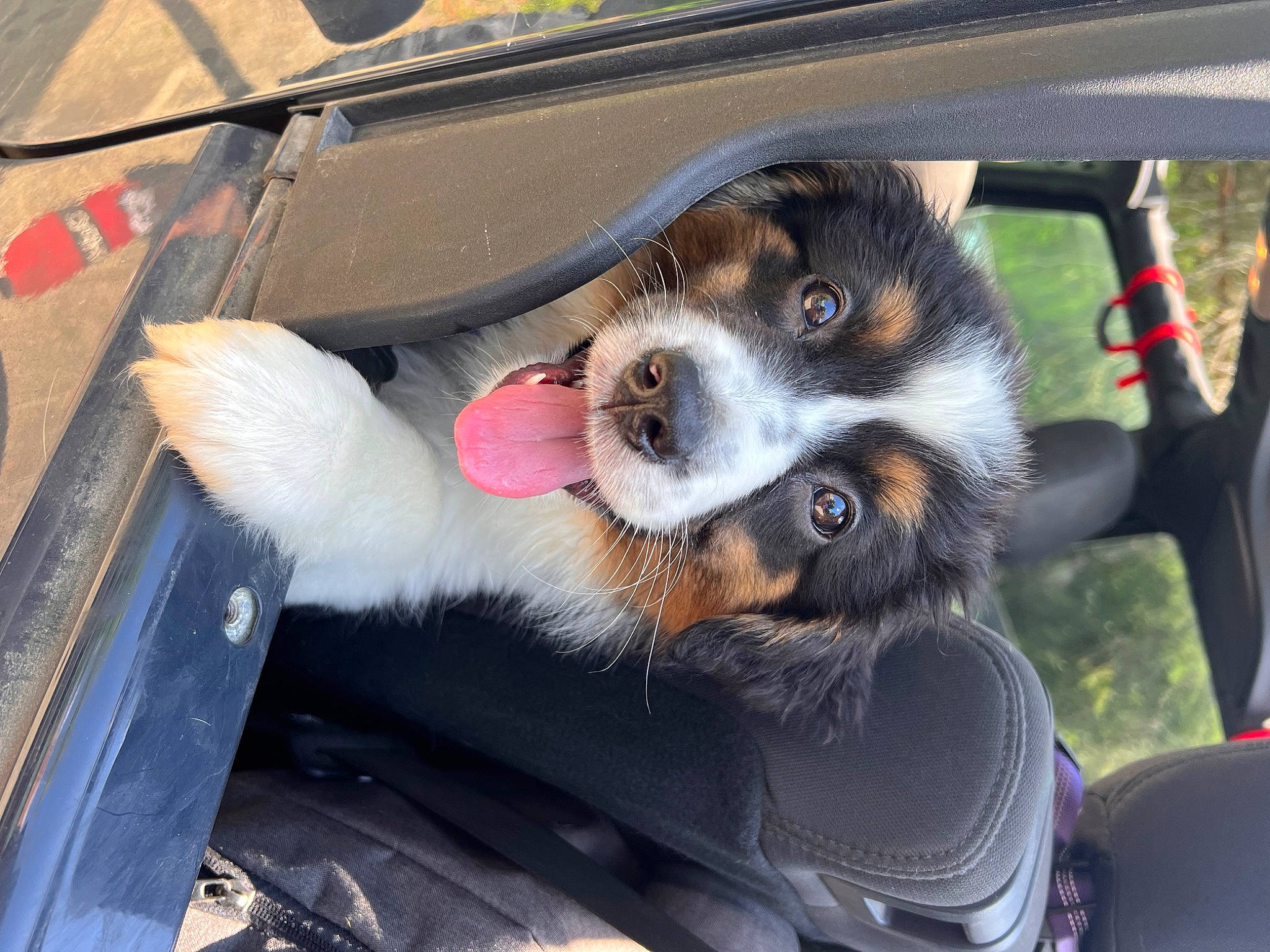Bandit is registered to the contest to win money with this photo: auto_part, automotive_exterior, automotive_window_part, canidae, car, car_seat, carnivore, collar, companion_dog, dog, dog_breed, fur, herding_dog, motor_vehicle, paw, sporting_group, vehicle, vehicle_door, windshield, working_dog