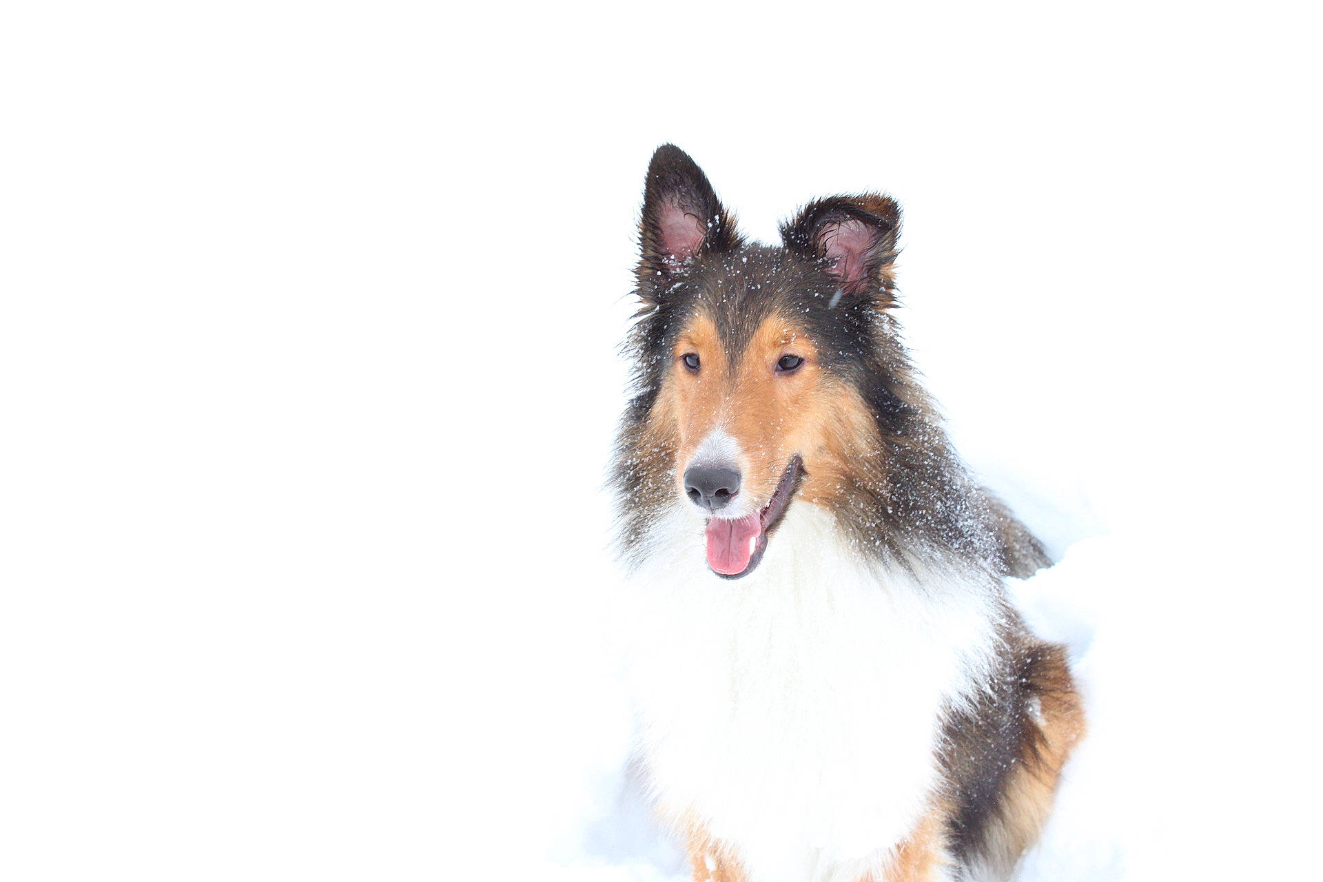 Bentley joined the competition — help win amazing prizes! art, carnivore, collie, companion_dog, dog, dog_breed, eye, rough_collie, snout, snow, terrestrial_animal, working_dog
