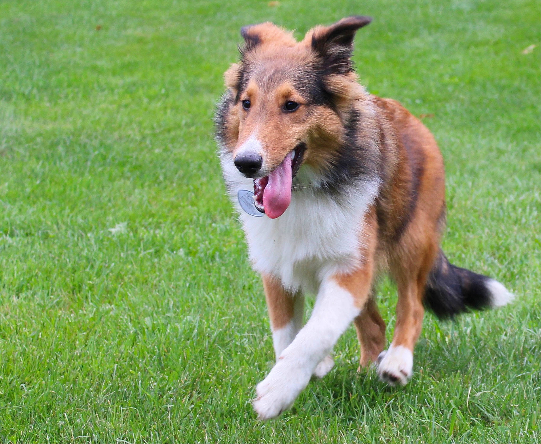 Bentley is registered to the contest to win money with this photo: australian_collie, canidae, carnivore, collie, companion_dog, dog, dog_breed, fur, grass, herding_dog, plant, rough_collie, scotch_collie, shetland_sheepdog, snout, sporting_group, tail, terrestrial_animal, wildlife, working_dog