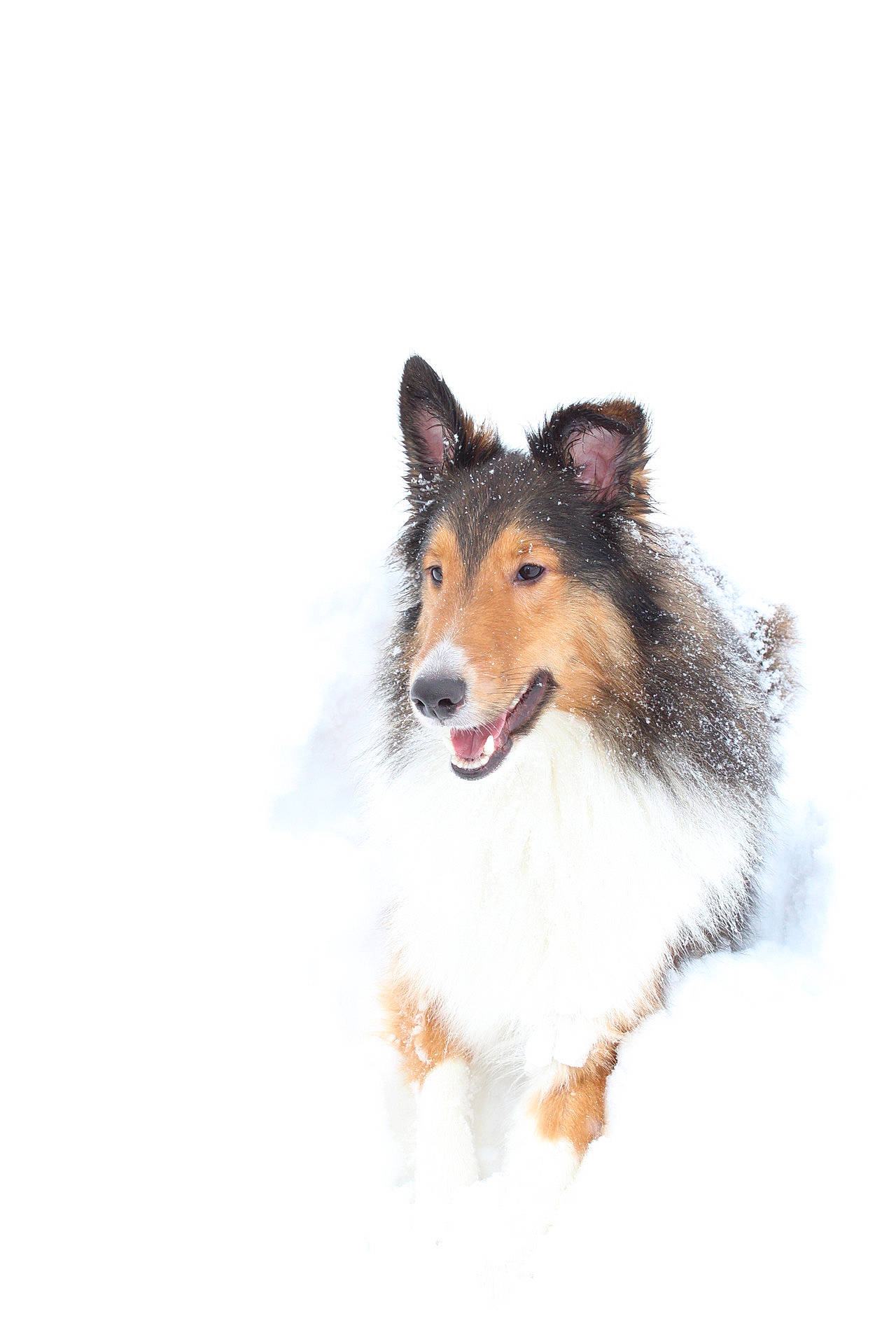 Bentley joined the competition — help win amazing prizes! canidae, carnivore, collie, companion_dog, dog, dog_breed, fur, herding_dog, rough_collie, scotch_collie, shetland_sheepdog, snout, snow, sporting_group, terrestrial_animal, whiskers, working_animal, working_dog