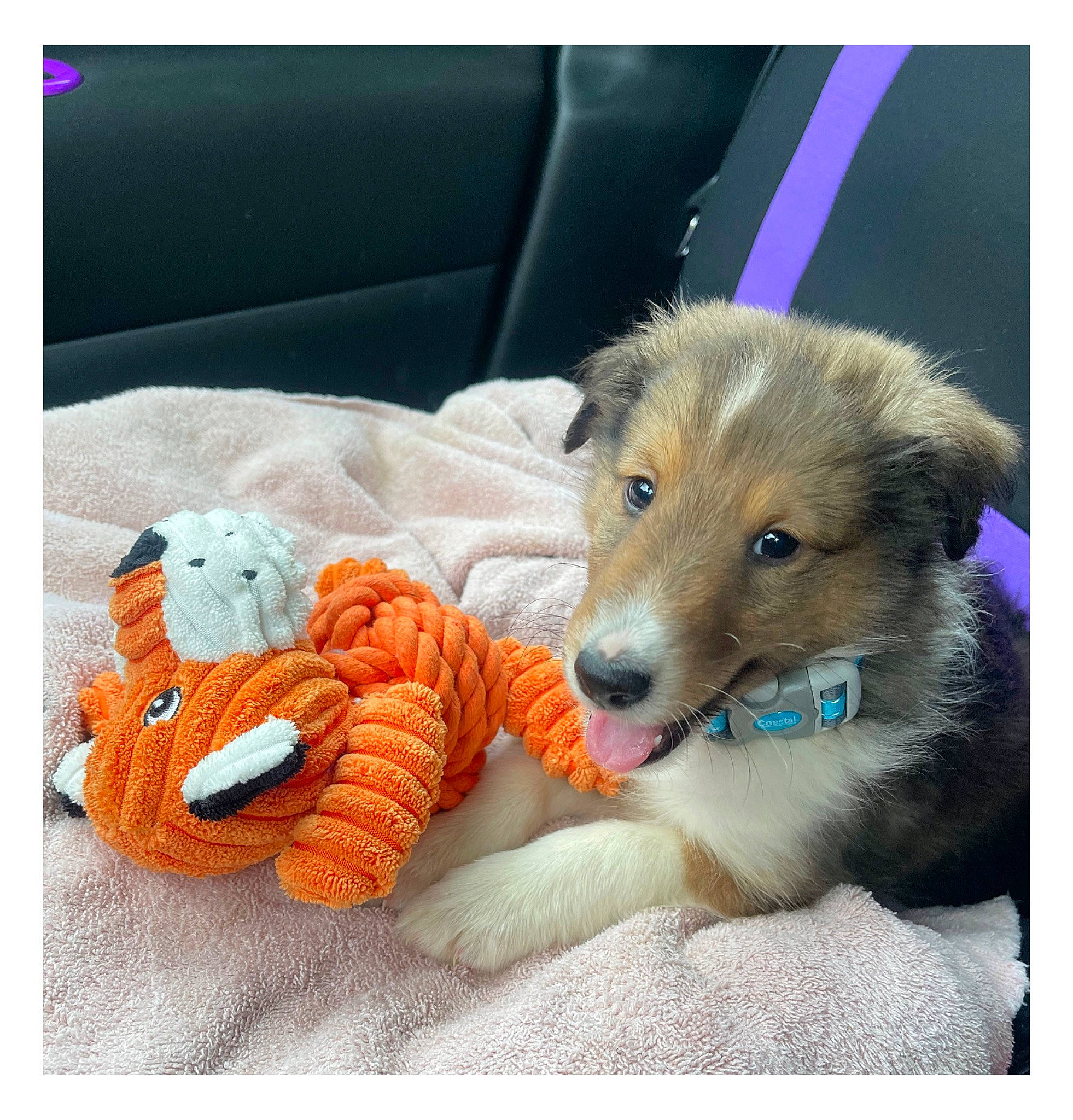 Bentley is registered to the contest to win money with this photo: bed, canidae, carnivore, clock, comfort, companion_dog, couch, dog, dog_breed, dog_supply, fawn, fur, happy, linens, paw, pillow, snout, sporting_group, stuffed_toy, toy