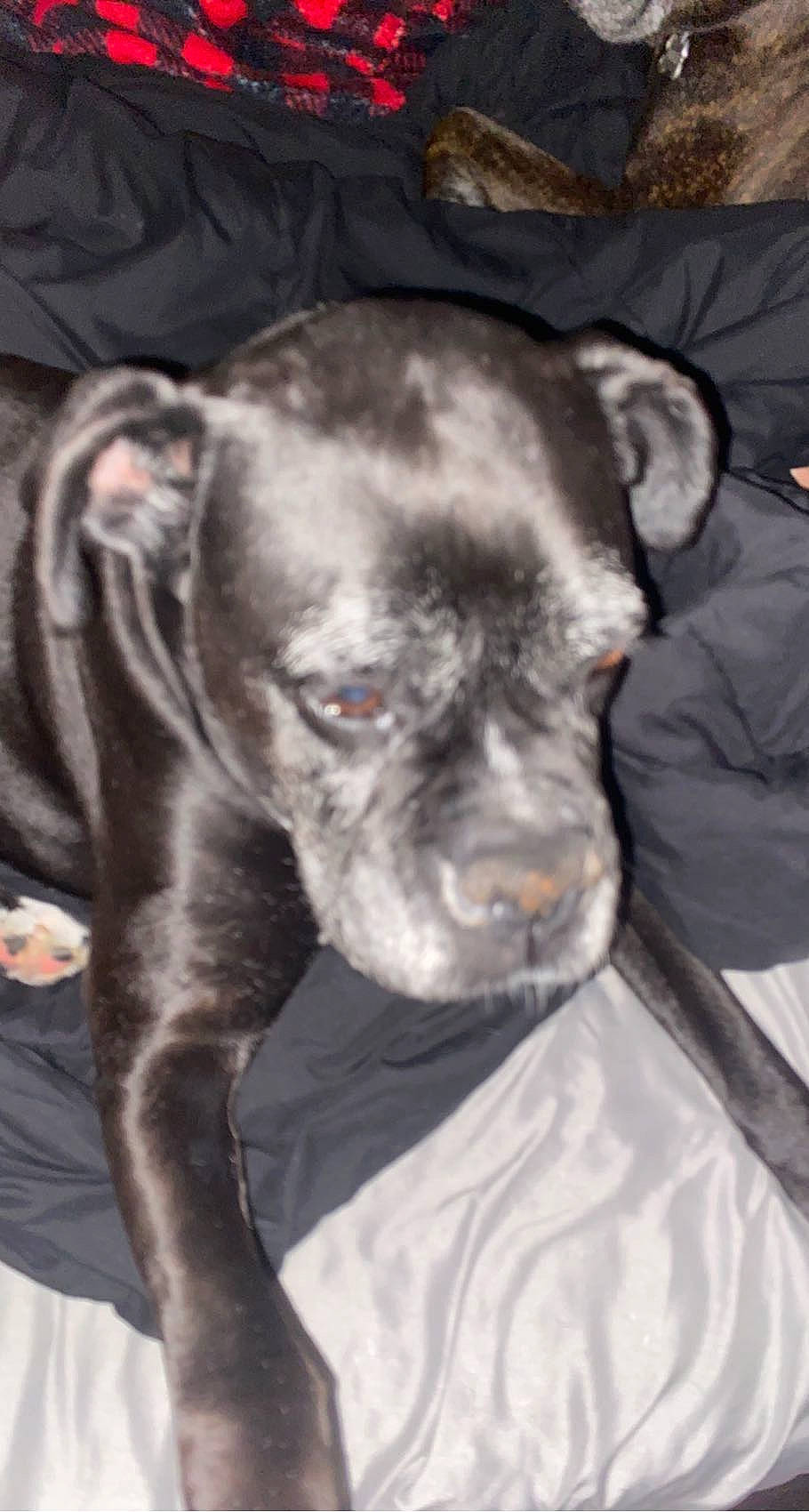 Bella joined the competition — help win amazing prizes! carnivore, collar, comfort, companion_dog, dog, dog_breed, fur, grey, guard_dog, liver, molosser, non_sporting_group, sporting_group, tail, terrestrial_animal, whiskers, working_animal, working_dog