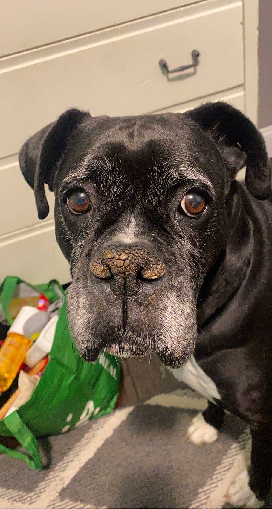 Bella joined the competition — help win amazing prizes! borador, boxer, canidae, carnivore, collar, companion_dog, dog, dog_breed, dog_collar, ear, fawn, fur, liver, pet_supply, snout, sporting_group, terrestrial_animal, whiskers, working_animal, working_dog