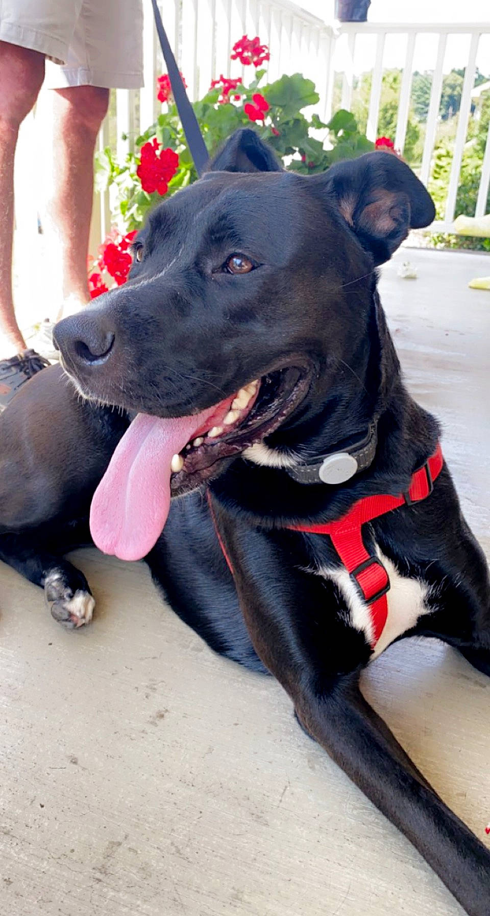 Kira joined the competition — help win amazing prizes! carnivore, collar, companion_dog, dog, dog_breed, dog_collar, dog_supply, fashion_accessory, fawn, foot, human_leg, leash, personal_protective_equipment, pet_supply, plant, snout, sporting_group, whiskers, window, working_animal