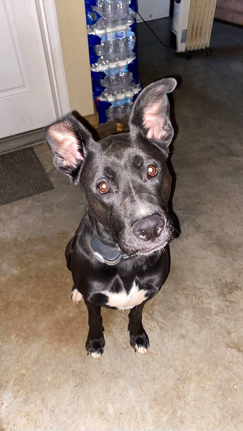 Kira is registered to the contest to win money with this photo: canidae, carnivore, collar, companion_dog, dog, dog_breed, dog_collar, door, ear, eye, fawn, fur, guard_dog, non_sporting_group, snout, sporting_group, whiskers, wine_glass, working_animal, working_dog