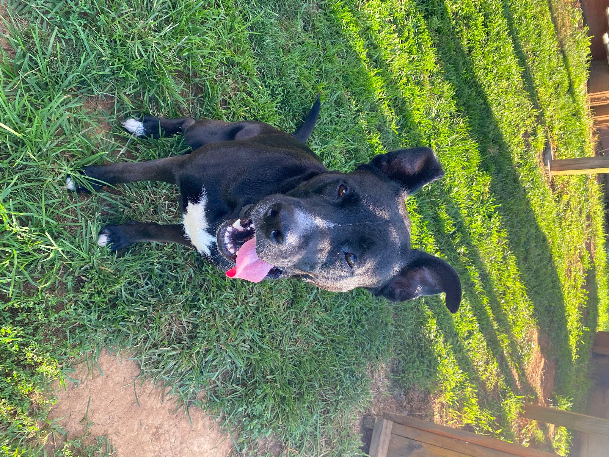 Kira is registered to the contest to win money with this photo: adventure, canidae, carnivore, collar, companion_dog, dog, dog_breed, dog_collar, dog_supply, grass, guard_dog, hunting_dog, non_sporting_group, plant, shadow, sporting_group, tail, working_animal, working_dog