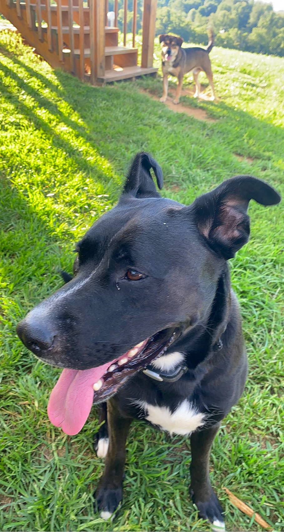 Kira is registered to the contest to win money with this photo: borador, carnivore, collar, companion_dog, dog, dog_breed, dog_collar, fashion_accessory, fawn, fence, grass, guard_dog, leash, non_sporting_group, plant, sculpture, snout, whiskers, working_animal, working_dog