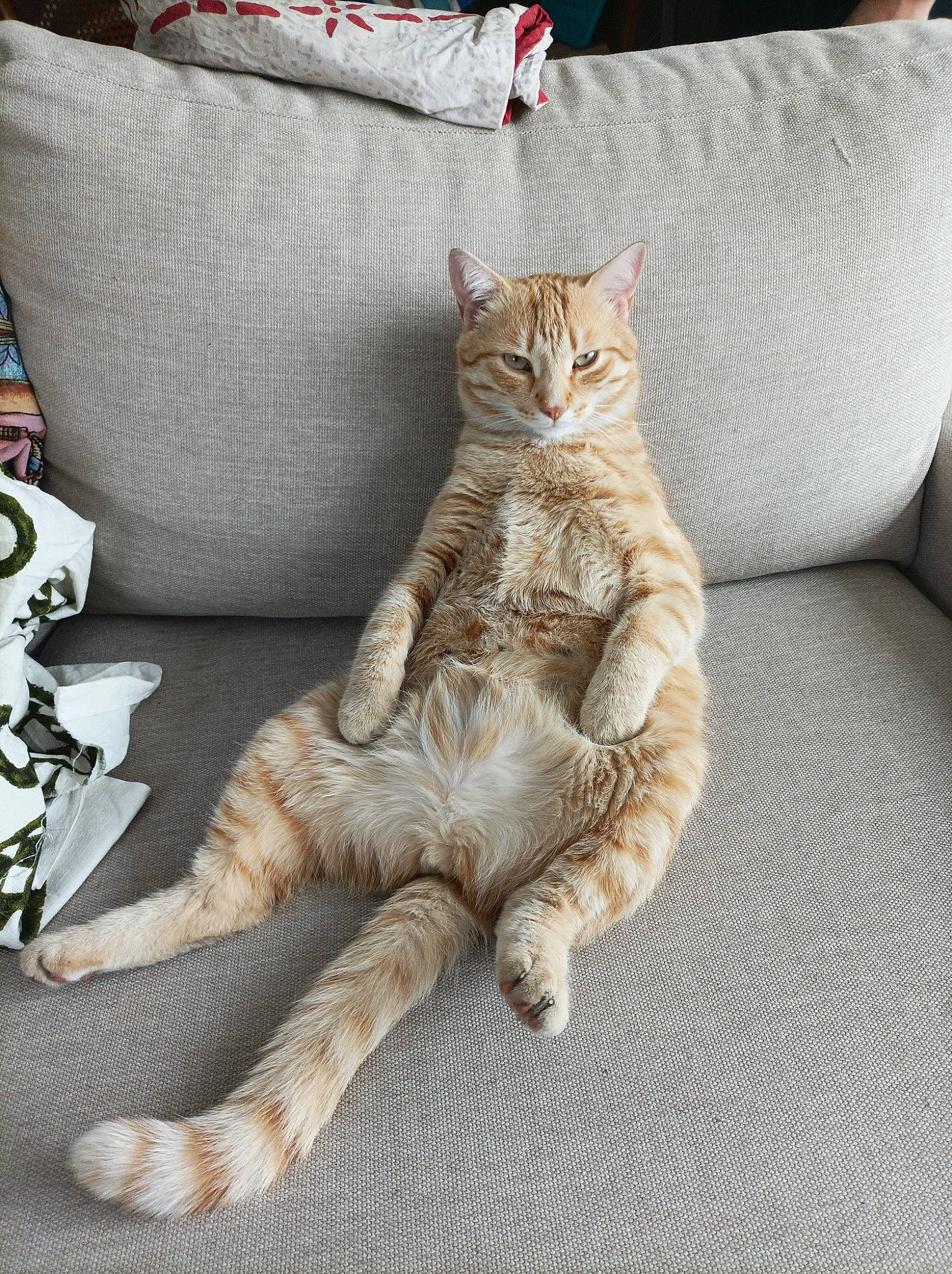 Twist participe au concours pour gagner de l'argent avec cette photo : carnivore, cat, claw, comfort, couch, domestic_short_haired_cat, fawn, felidae, foot, fur, grey, linens, living_room, paw, pillow, small_to_medium_sized_cats, tail, throw_pillow, whiskers, wood