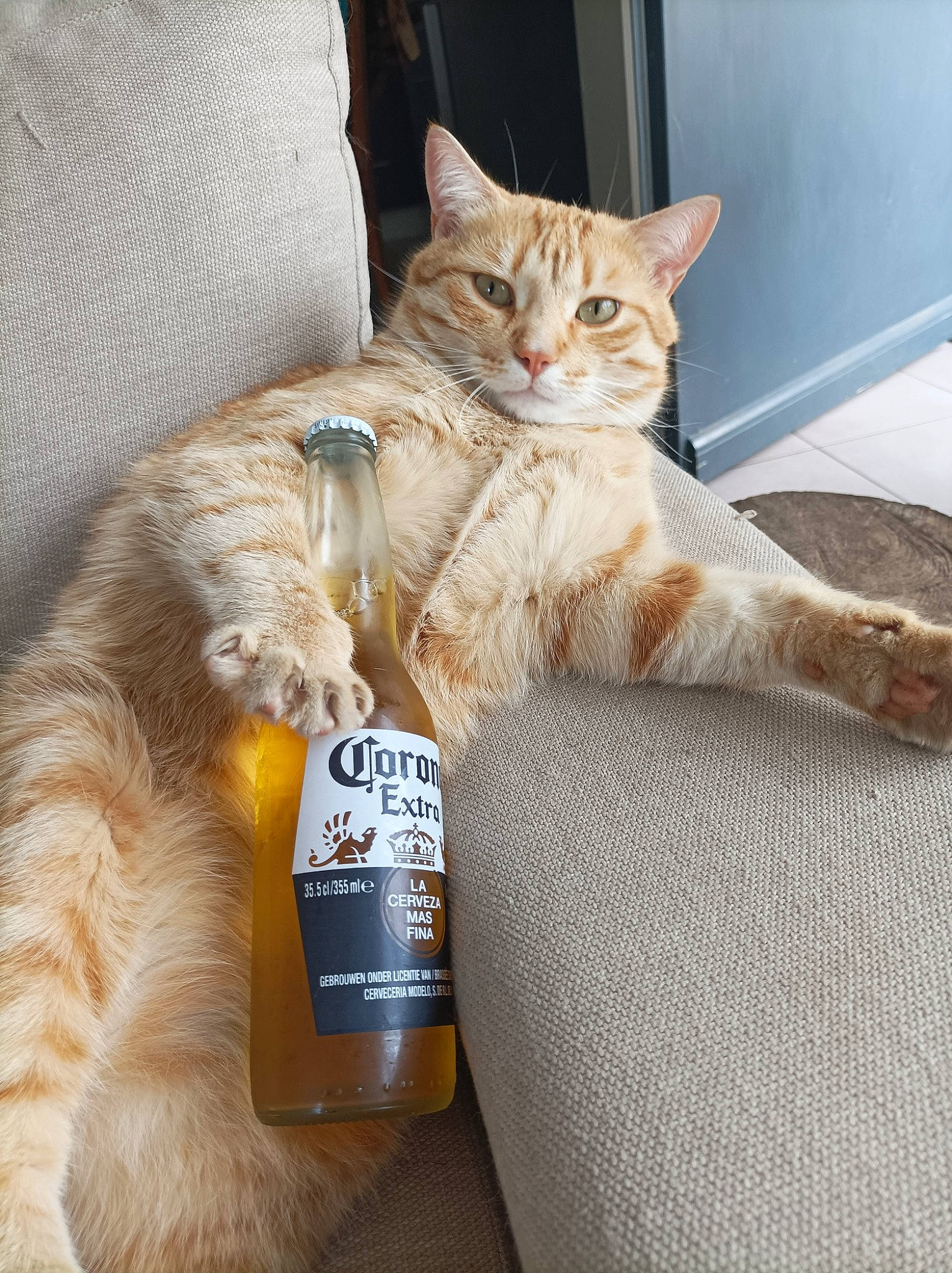 Twist a rejoint le concours — aidez-le/la à gagner de superbes lots ! bottle, carnivore, cat, claw, comfort, couch, domestic_short_haired_cat, fawn, felidae, foot, fur, nap, paw, sitting, small_to_medium_sized_cats, snout, tail, whiskers