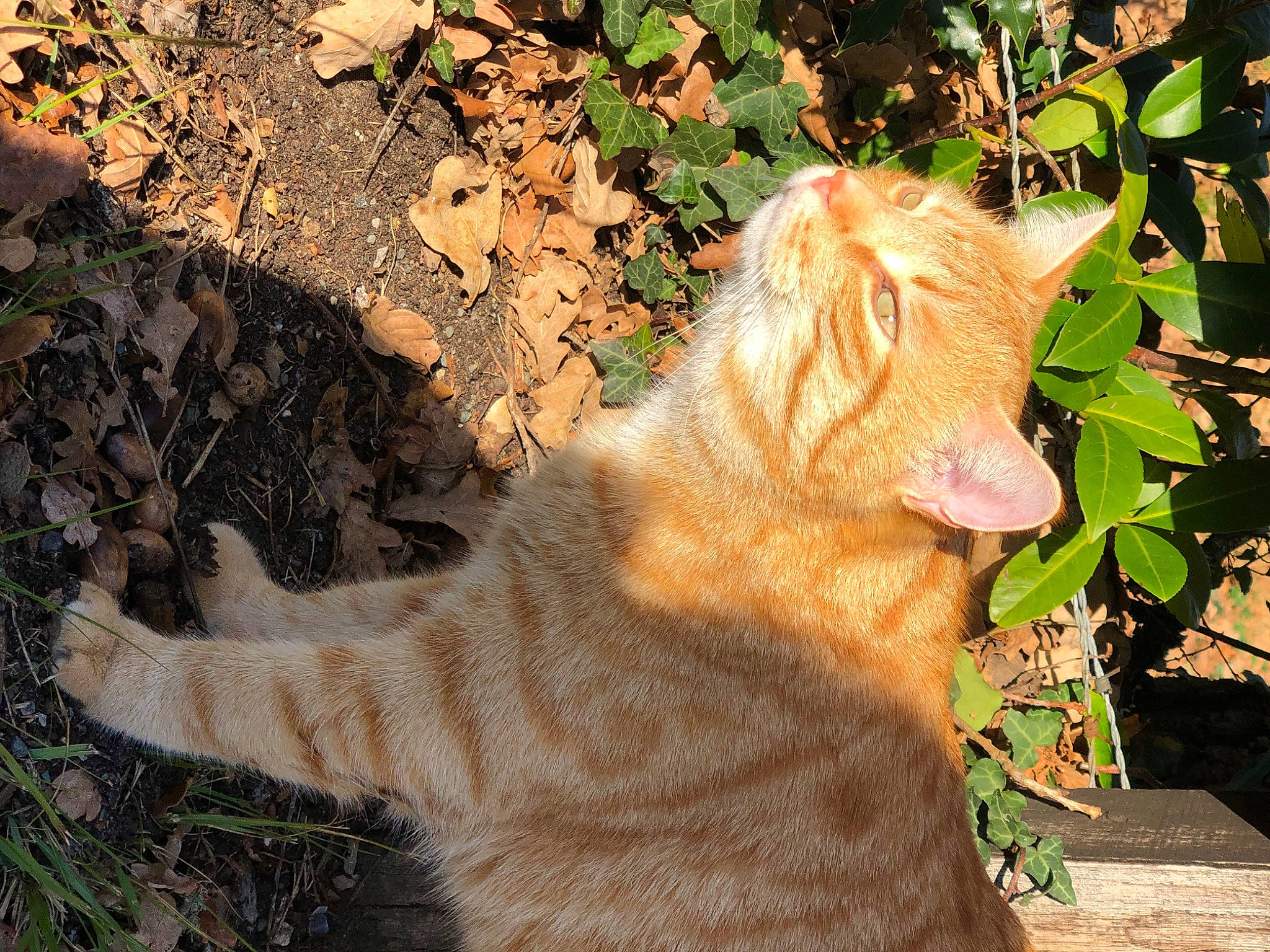 Twist participe au concours pour gagner de l'argent avec cette photo : adaptation, big_cats, carnivore, cat, domestic_short_haired_cat, fawn, felidae, fur, grass, organism, plant, small_to_medium_sized_cats, snout, soil, tail, terrestrial_animal, tree, whiskers, wildlife, wrinkle