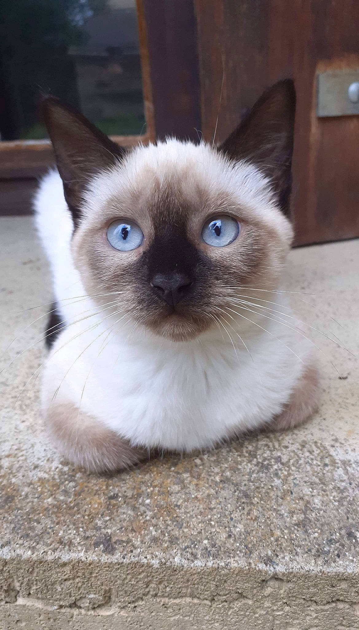 Kyra participe au concours pour gagner de l'argent avec cette photo : birman, carnivore, cat, fawn, felidae, fur, siamese, small_to_medium_sized_cats, snout, terrestrial_animal, whiskers