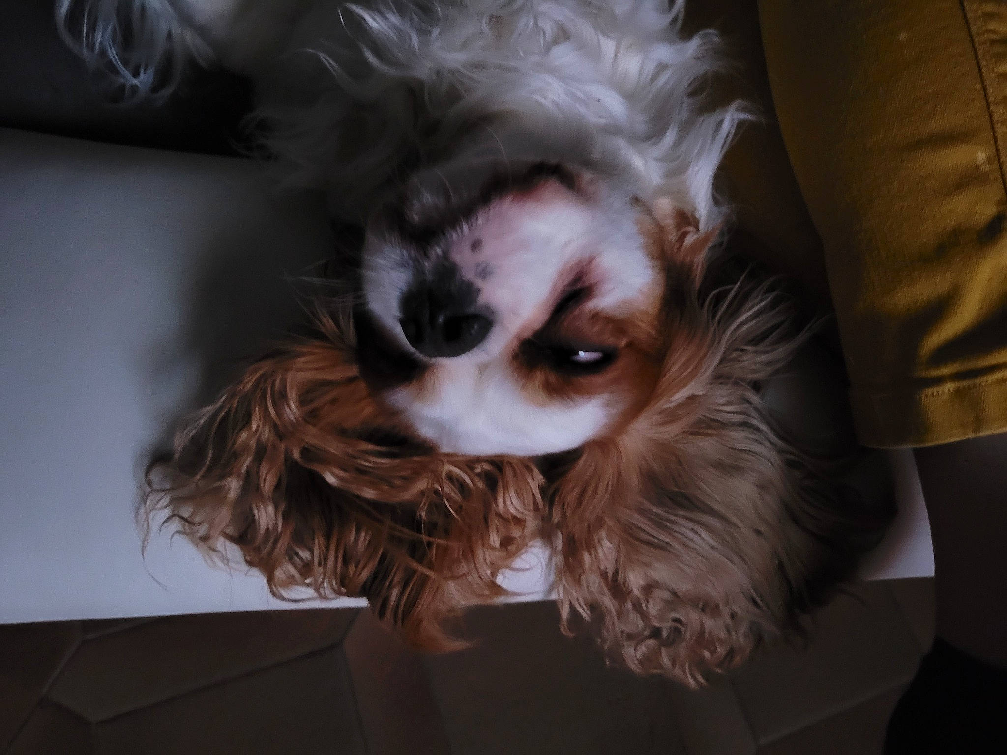 Pomme participe au concours pour gagner de l'argent avec cette photo : carnivore, companion_dog, dog, dog_breed, ear, eye, eyelash, fawn, feather, goggles, head, iris, liver, nose, snout, sunglasses, toy_dog, tree, whiskers, working_animal