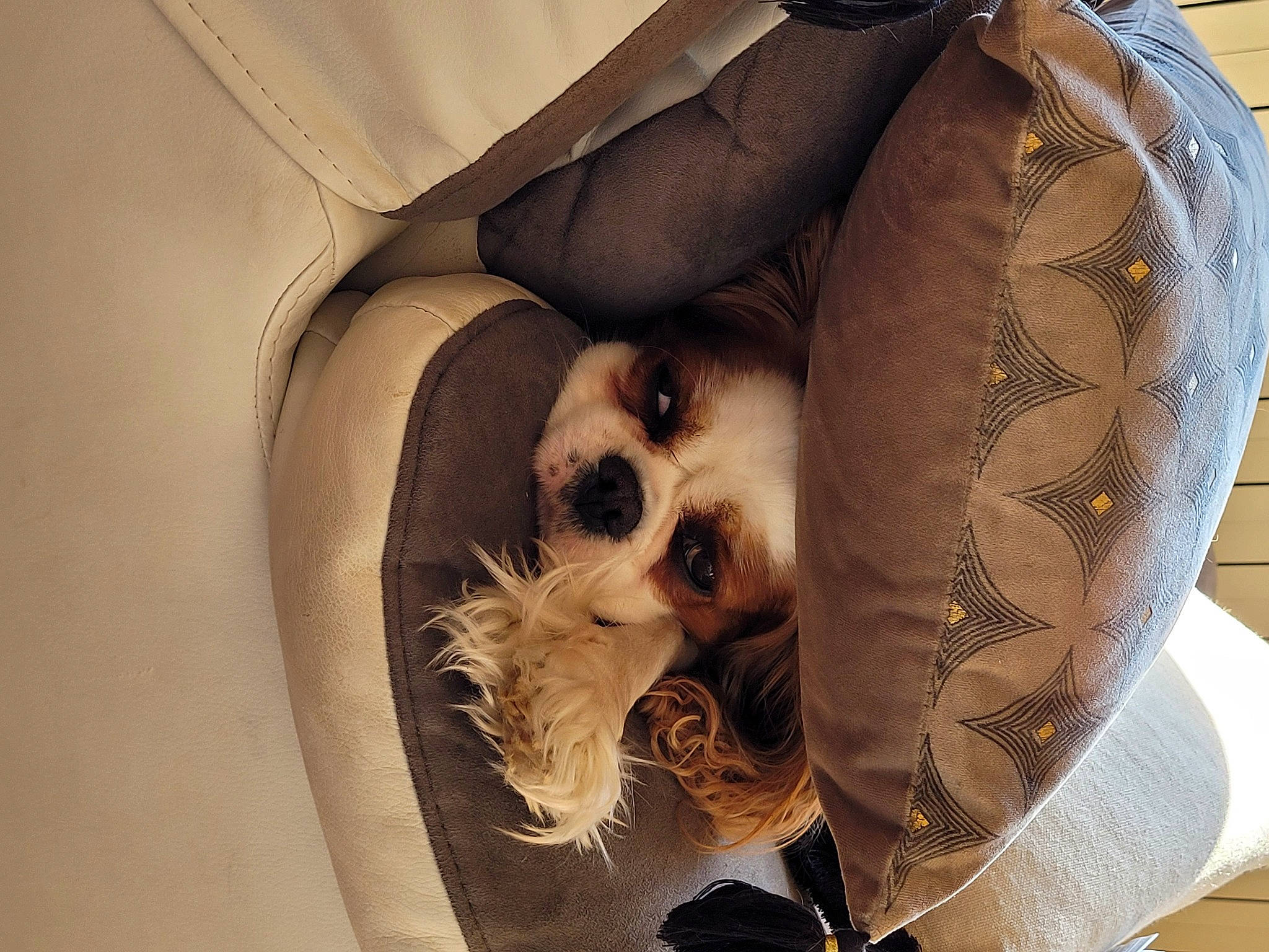 Pomme a rejoint le concours — aidez-le/la à gagner de superbes lots ! bag, canidae, carnivore, comfort, companion_dog, couch, dog, dog_breed, dog_supply, fawn, felidae, fur, linens, luggage_and_bags, room, small_to_medium_sized_cats, snout, sporting_group, toy_dog, whiskers