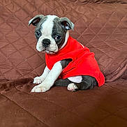 Cookie is registered to the contest to win money with this photo: puppy, dog, pet, red_shirt, brown_couch, quilted, cute, sitting, indoor, fur, small_dog, young, animal, adorable, looking, ears, paw, snout, companion, domestic