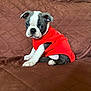 puppy, dog, pet, red_shirt, brown_couch, quilted, cute, sitting, indoor, fur, small_dog, young, animal, adorable, looking, ears, paw, snout, companion, domestic