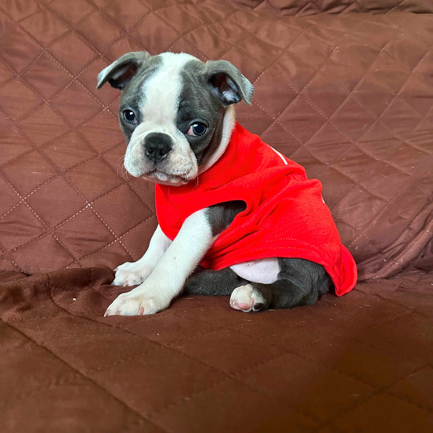 Cookie is registered to the contest to win money with this photo: adorable, animal, brown_couch, companion, cute, dog, domestic, ears, fur, indoor, looking, paw, pet, puppy, quilted, red_shirt, sitting, small_dog, snout, young