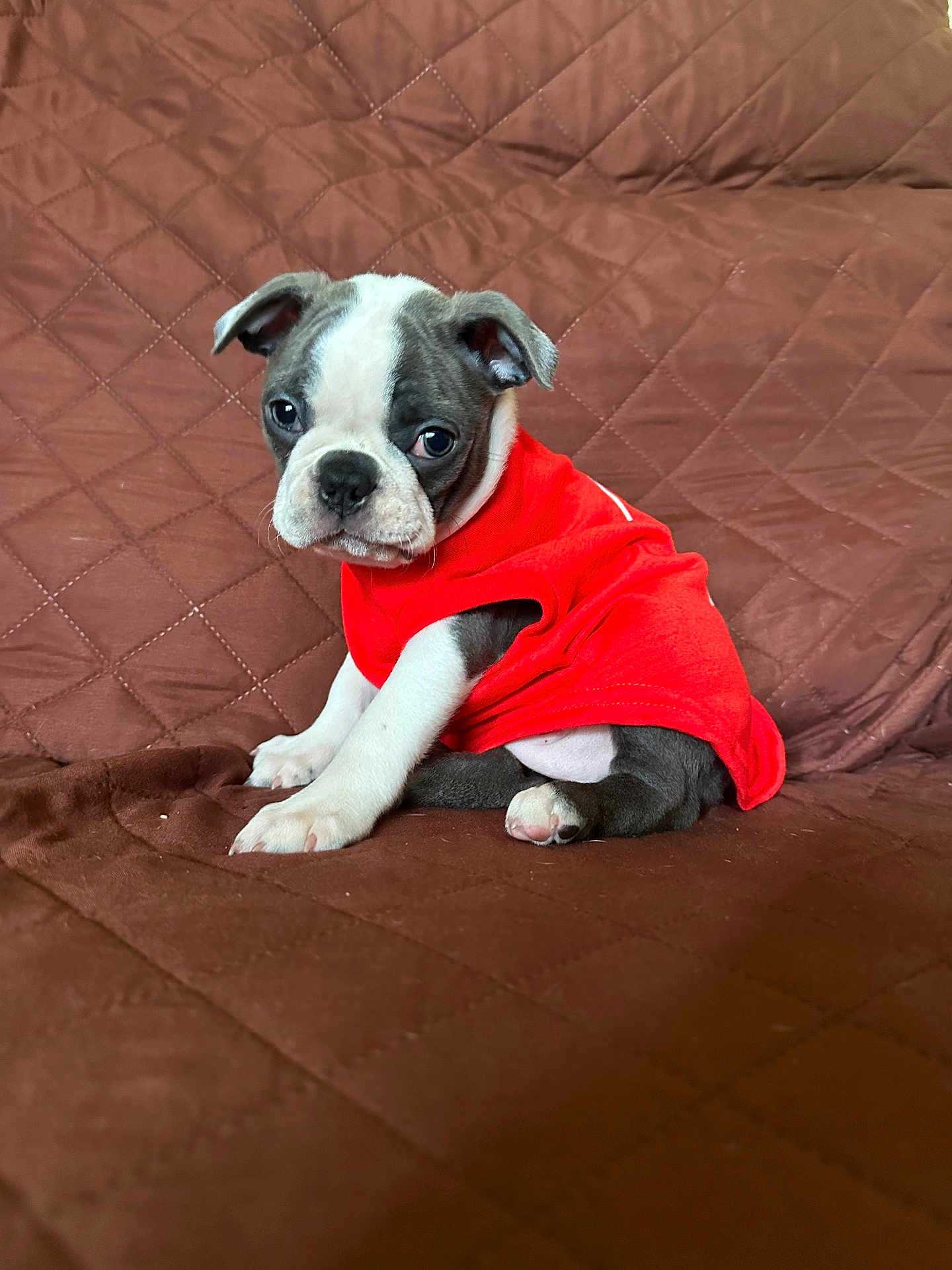 Cookie is registered to the contest to win money with this photo: puppy, dog, pet, red_shirt, brown_couch, quilted, cute, sitting, indoor, fur, small_dog, young, animal, adorable, looking, ears, paw, snout, companion, domestic