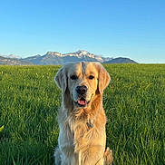 Roy a rejoint le concours — aidez-le/la à gagner de superbes lots ! dog, golden_retriever, grass, field, mountains, blue_sky, sunlight, outdoor, nature, pet, animal, canine, sitting, portrait, daylight, greenery, happy, fur, landscape, scenery